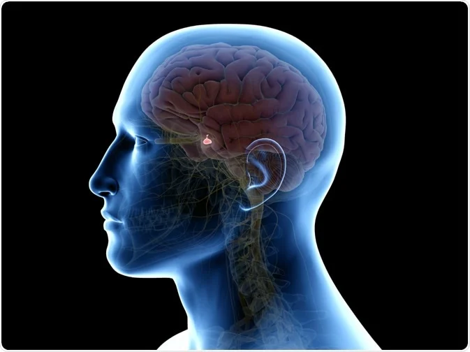 pituitary gland testosterone