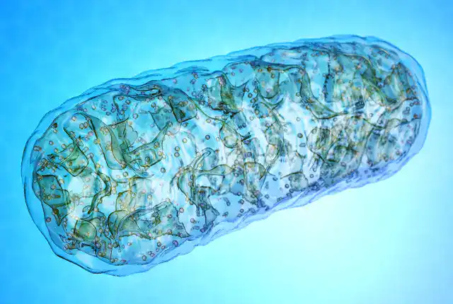 Exploring CJC-1295's Role in Testosterone and Hormone Interaction 3 Mitochondrial Function